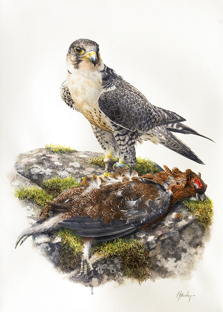 Peregrine x Gyr Falcon with Red Grouse